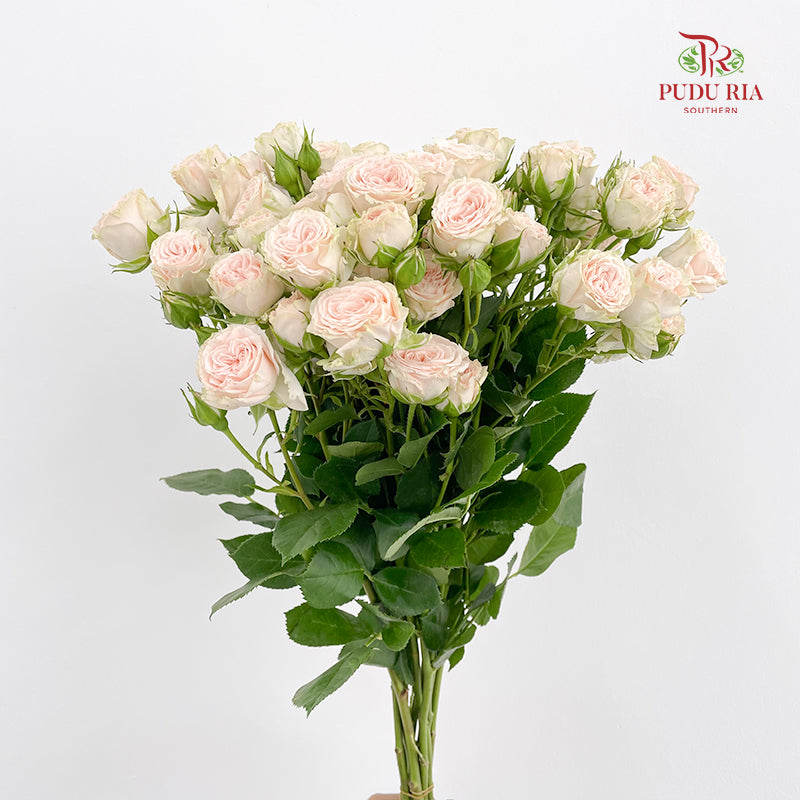 Rose Spray Roslin - (8-10 Stems)