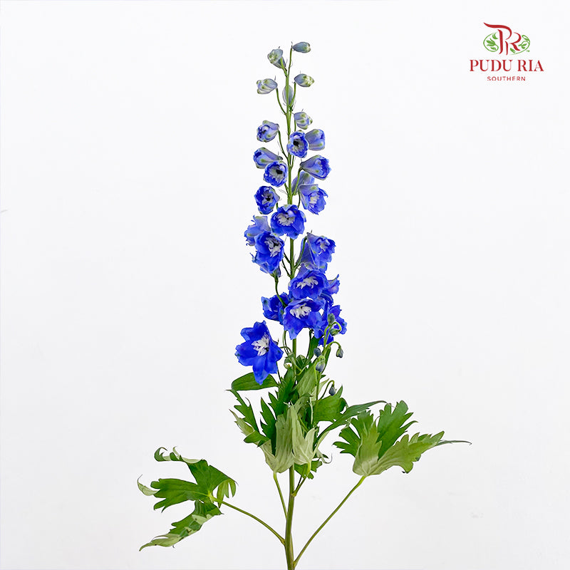 Delphinium Short Blue 飞燕草 - (5 Stems)