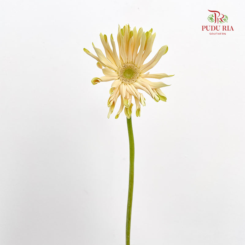 Gerbera Pasta Cream (8-10 Stems)