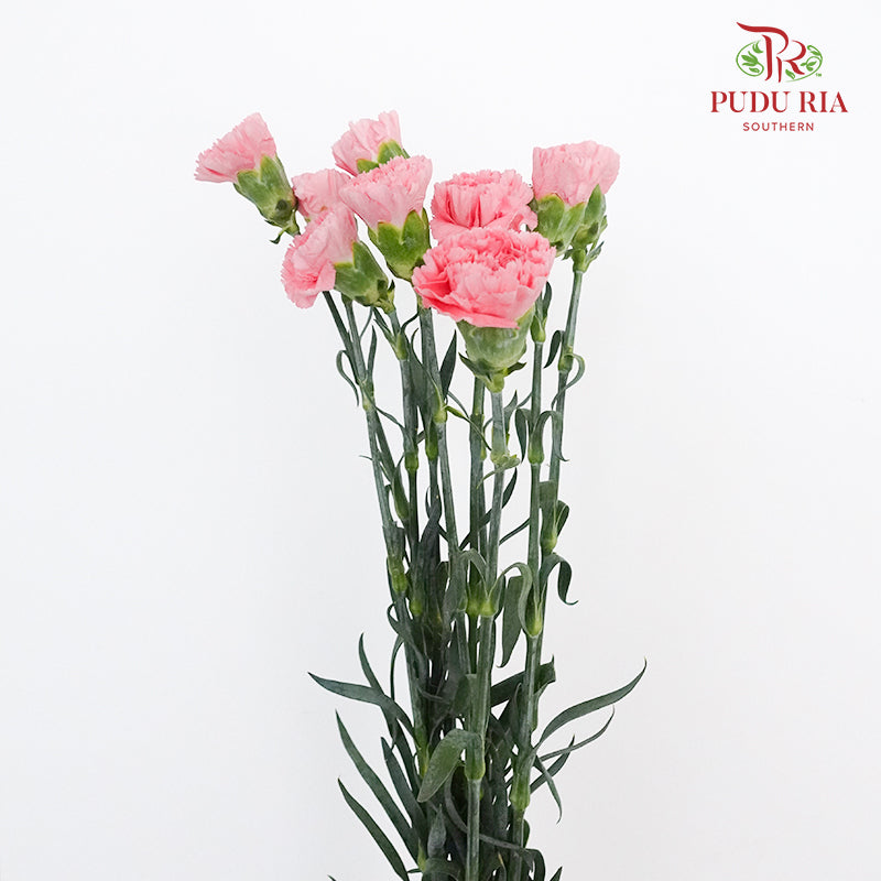 Carnation Flamingo (8-10 Stems) - Pudu Ria Florist Southern