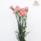 Carnation Flamingo (8-10 Stems) - Pudu Ria Florist Southern
