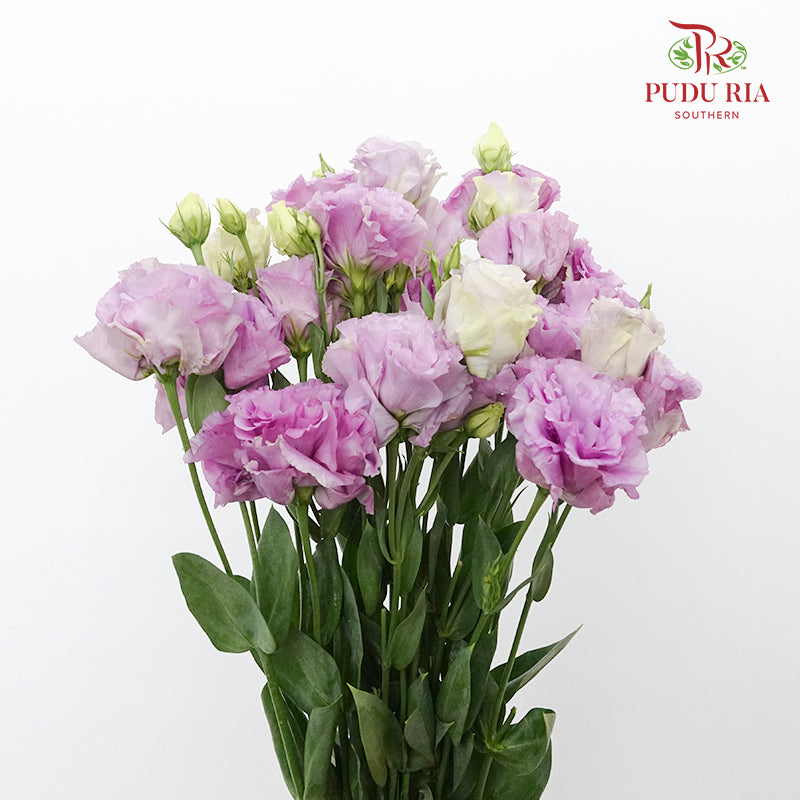 Eustoma Wave Light Purple (12-15 Stems) - Pudu Ria Florist Southern