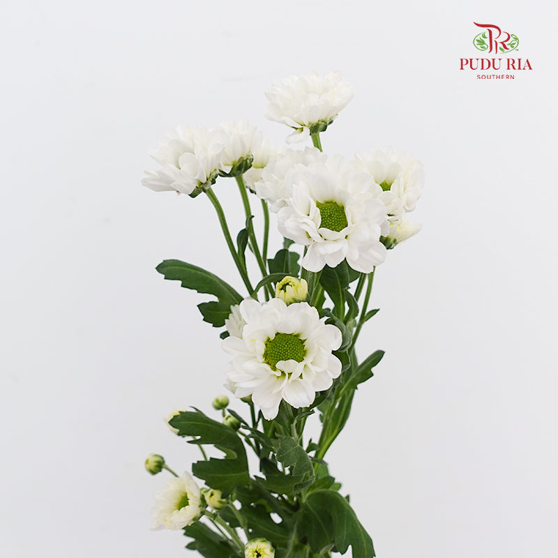 Chrysanthemum Calimero Pompom Rossi White - (10-12 Stems)