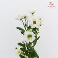 Chrysanthemum Calimero Pompom Rossi White - (10-12 Stems)