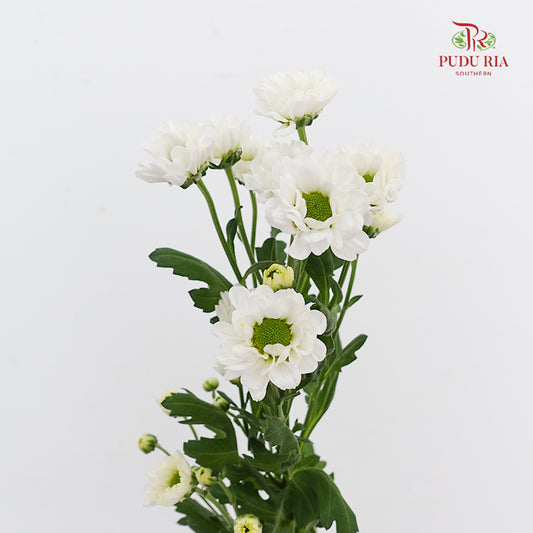 Chrysanthemum Calimero Pompom Rossi White - (10-12 Stems)