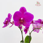 Phalaenopsis Orchid Purple Double Stems