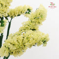 Dry Statice - Yellow