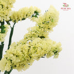 Dry Statice - Yellow