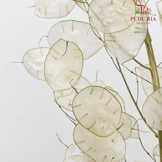 Dry Lunaria Natural / Per Bundle