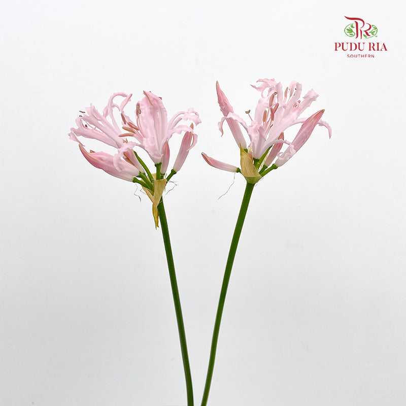 Nerine 纳丽花 - (2 Stems)