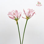 Nerine 纳丽花 - (2 Stems)