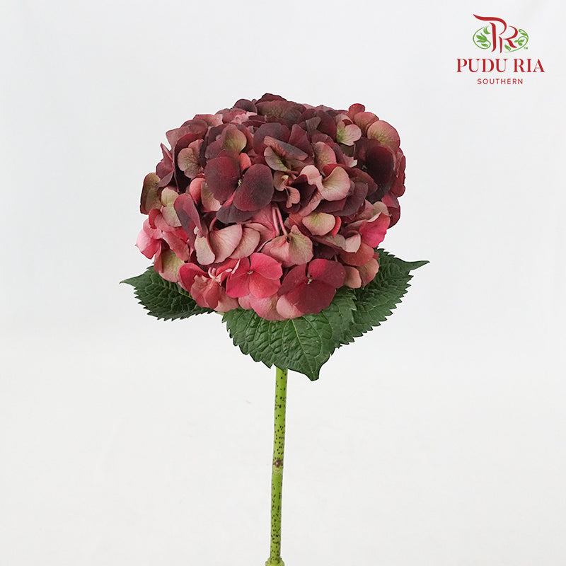 Hydrangea Two Tone Vintage Red / Per Stem - Pudu Ria Florist Southern