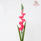 CNY Artificial Gladiolus 92cm -  Pink (2 Stems)