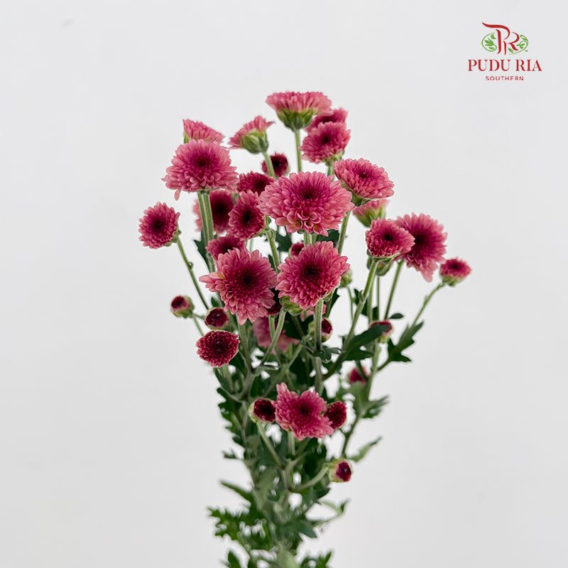 Chrysanthemum Santini / Calimero Mini Button Pink Red