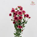 Chrysanthemum Santini / Calimero Mini Button Pink Red