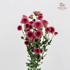Chrysanthemum Santini / Calimero Mini Button Pink Red