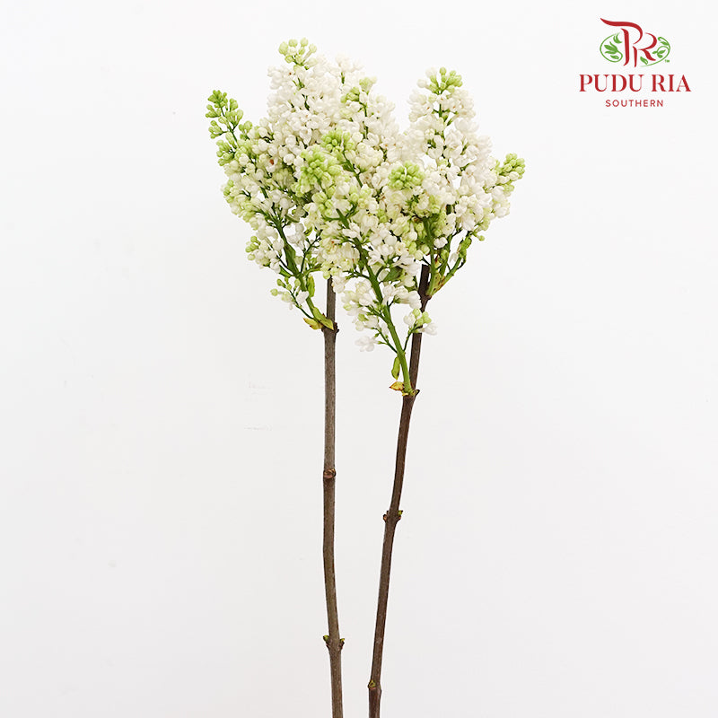 Syringa White 丁香花 - (2 Stems)