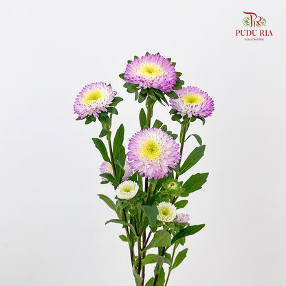 Aster 翠菊 Soft Purple - (Per Bundle)