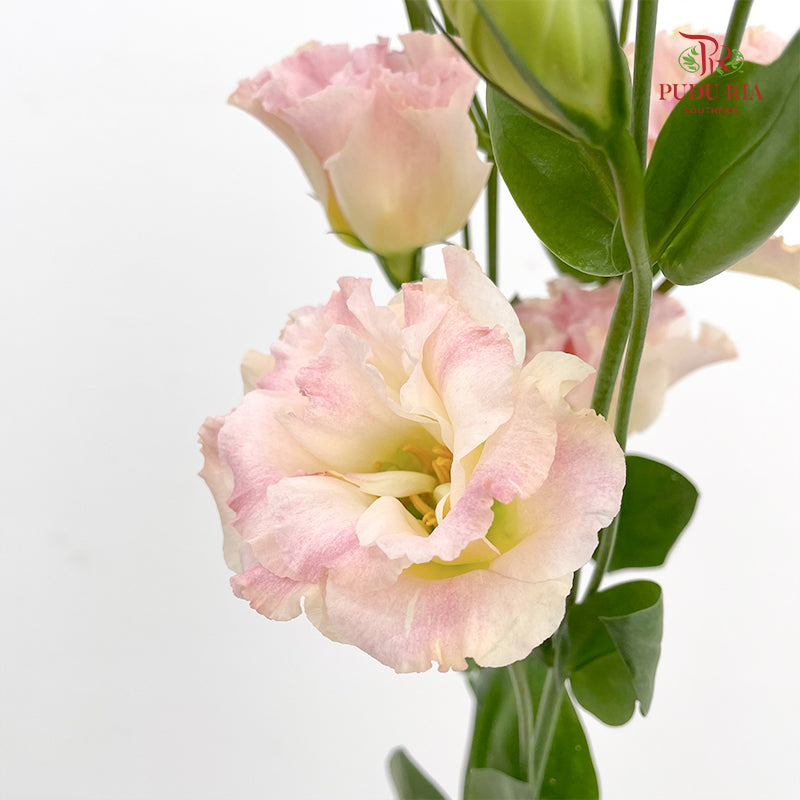 Eustoma Champagne (12-15 Stems)