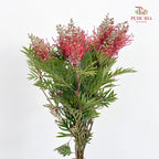 Grevillea (Spider Flowers) - (Per Bundle)