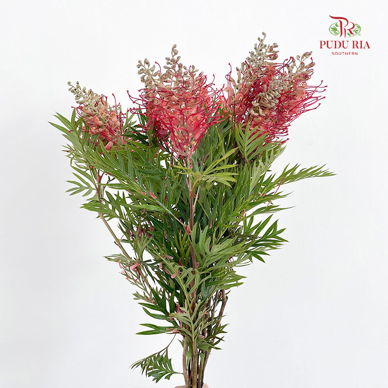 Grevillea (Spider Flowers) - (Per Bundle)