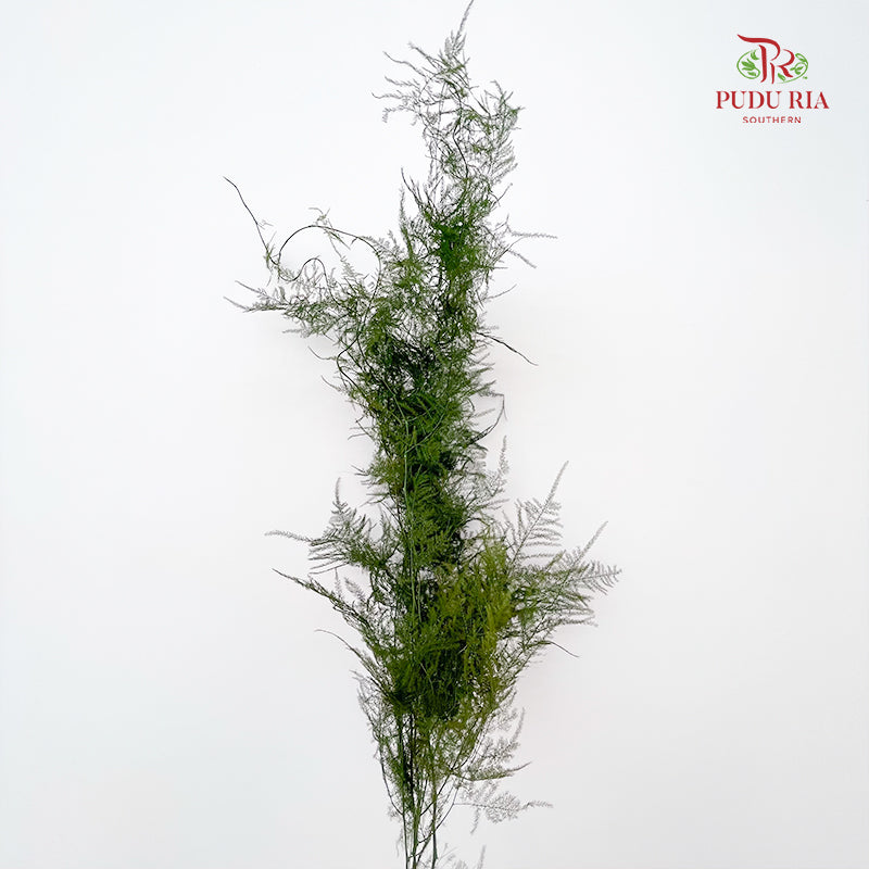 Preservative Asparagus Fern - Green