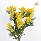 Mimosa Dennis Boden 银荆 - (Per Bundle)
