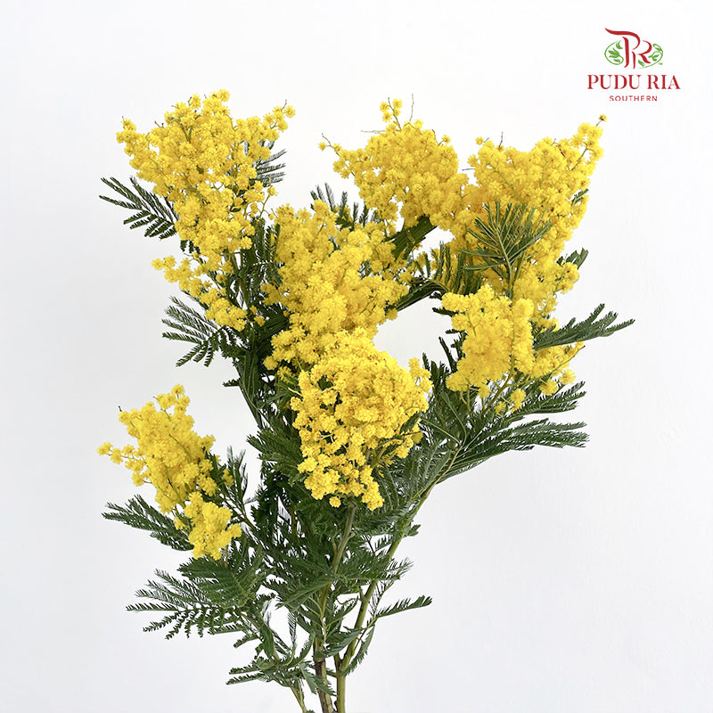 Mimosa Dennis Boden 银荆 - (Per Bundle)