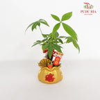 CNY Potted Plant Arrangement 2024#22