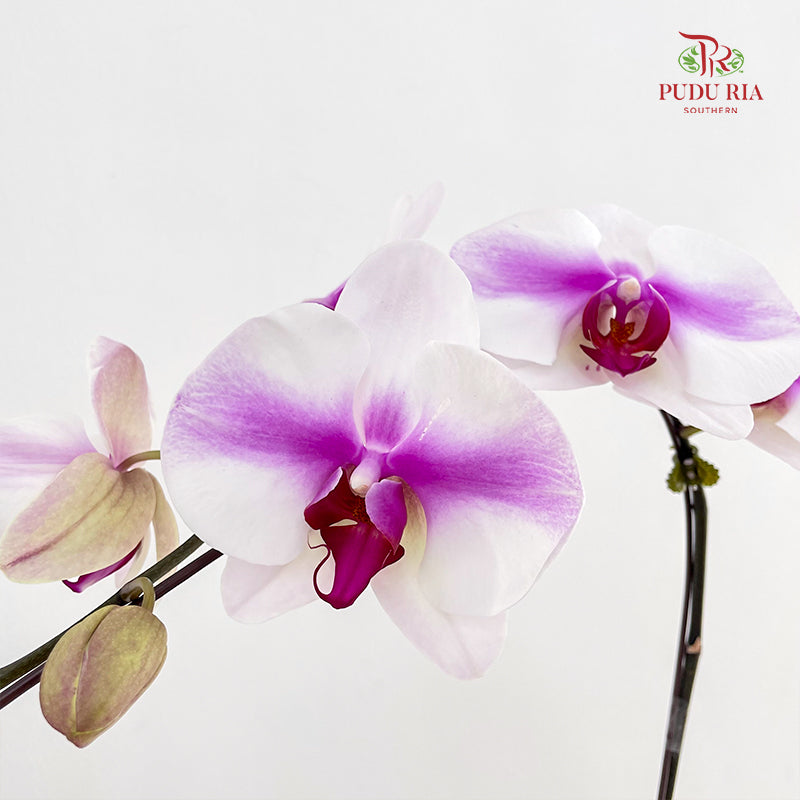 Phalaenopsis Orchid White With Purple Big Single Stem