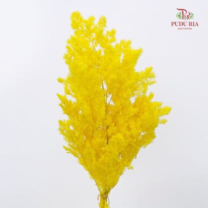 Preservative Asparagus Fern Yellow