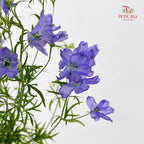 Delphinium Grandiflorum Purple飞燕草 - (2 Stems)