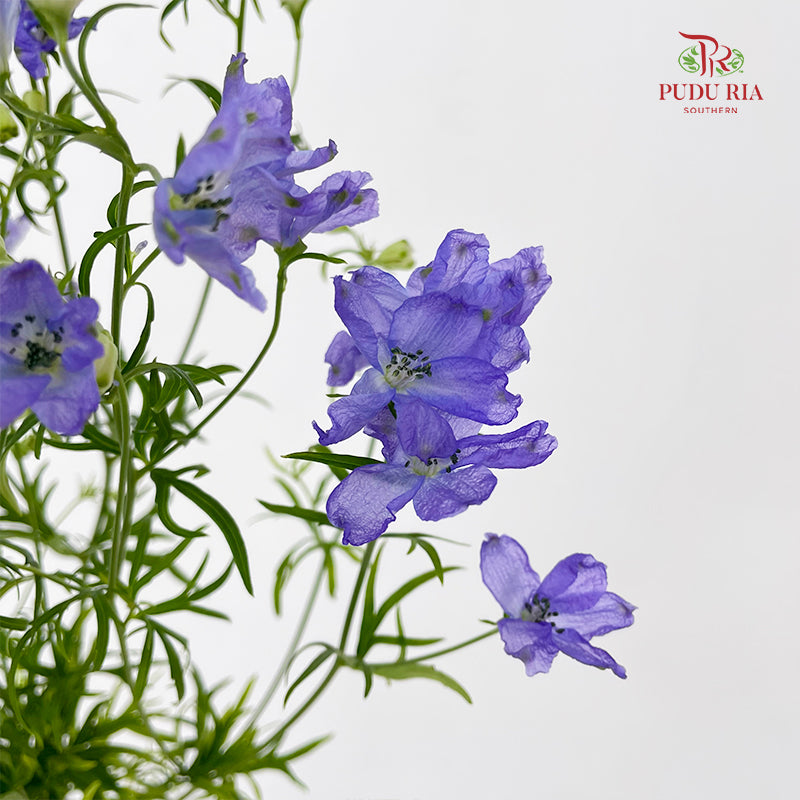 Delphinium Grandiflorum Purple - (2 Stems)