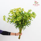 Euphorbia Formosana Hayata - (Per Bundle)