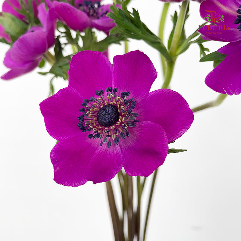 Anemone Hupehensis Purple 银莲花 - (Per Bundle)