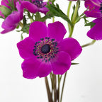 Anemone Hupehensis Purple 银莲花 - (Per Bundle)