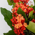 Ixora Orange - Pudu Ria Florist Southern