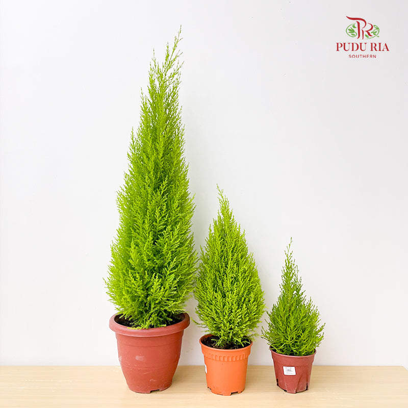 Cupressus Macrocarpa 'Goldcrest'