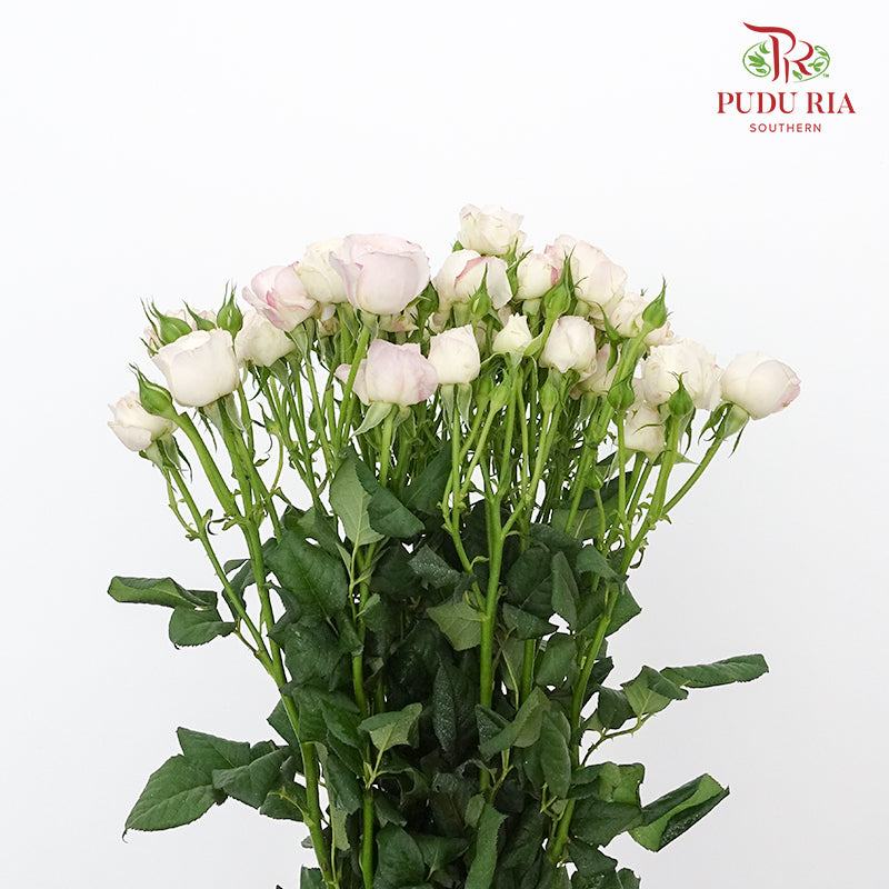 Rose Spray premium Pink white (8-10 Stems) - Pudu Ria Florist Southern