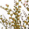 Crocosmia Berry 香鳶尾屬 - (Per Bundle)