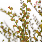 Crocosmia Berry 香鳶尾屬 - (Per Bundle)