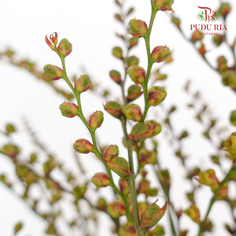 Crocosmia Berry 香鳶尾屬 - (Per Bundle)