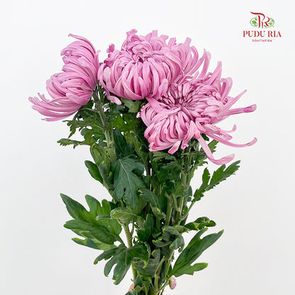 Chrysanthemum Jeweled - (5 Stems)