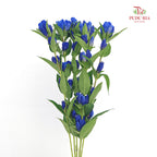 Gentiana Blue - (5 Stems)