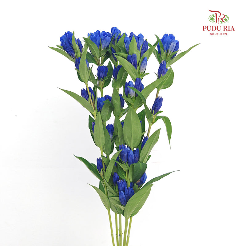 Gentiana Blue - (5 Stems)