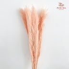 Dry Pampas Natural - Peach