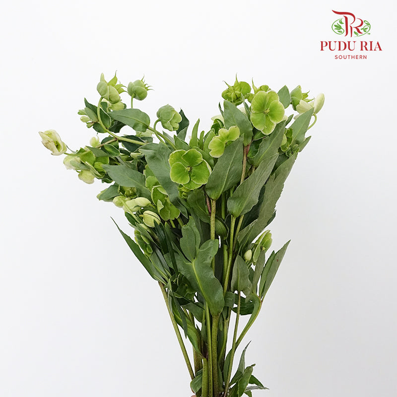 Helleborus Viridis - Pudu Ria Florist Southern