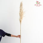 Dry Pampas Natural