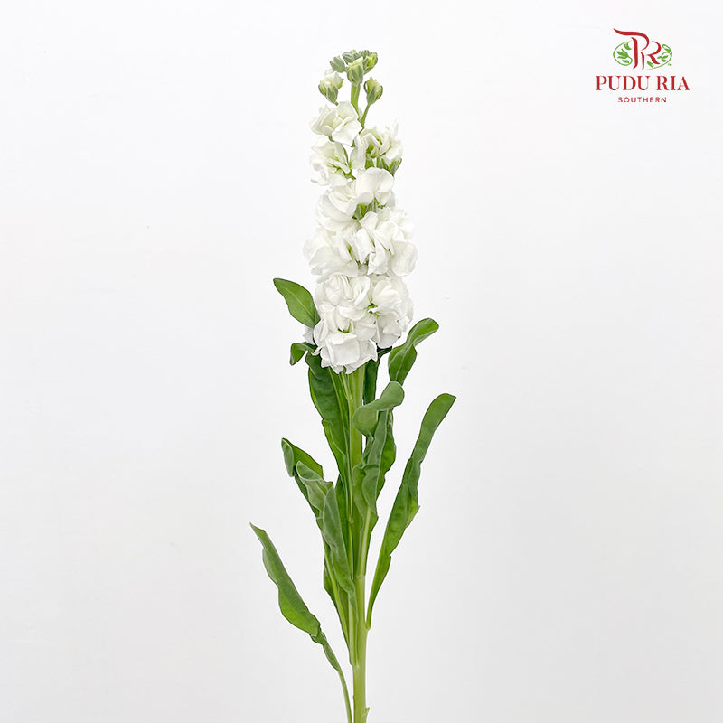 Matthiola White 紫罗兰 - (10 Stems)