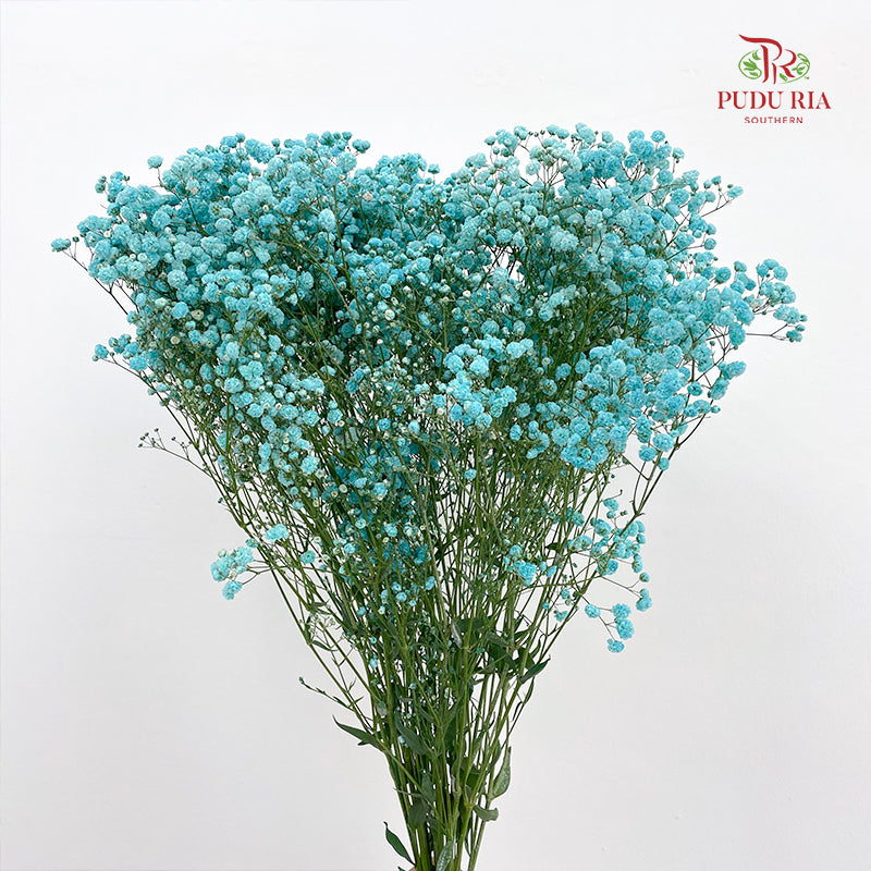 Baby's Breath 满天星 Blue - (8-10 Stems)